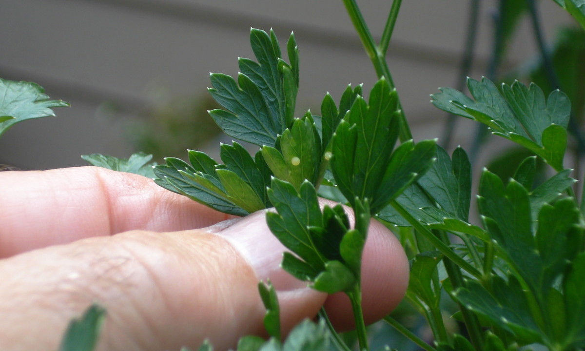 Swallowtail eggs on parsley leaves.