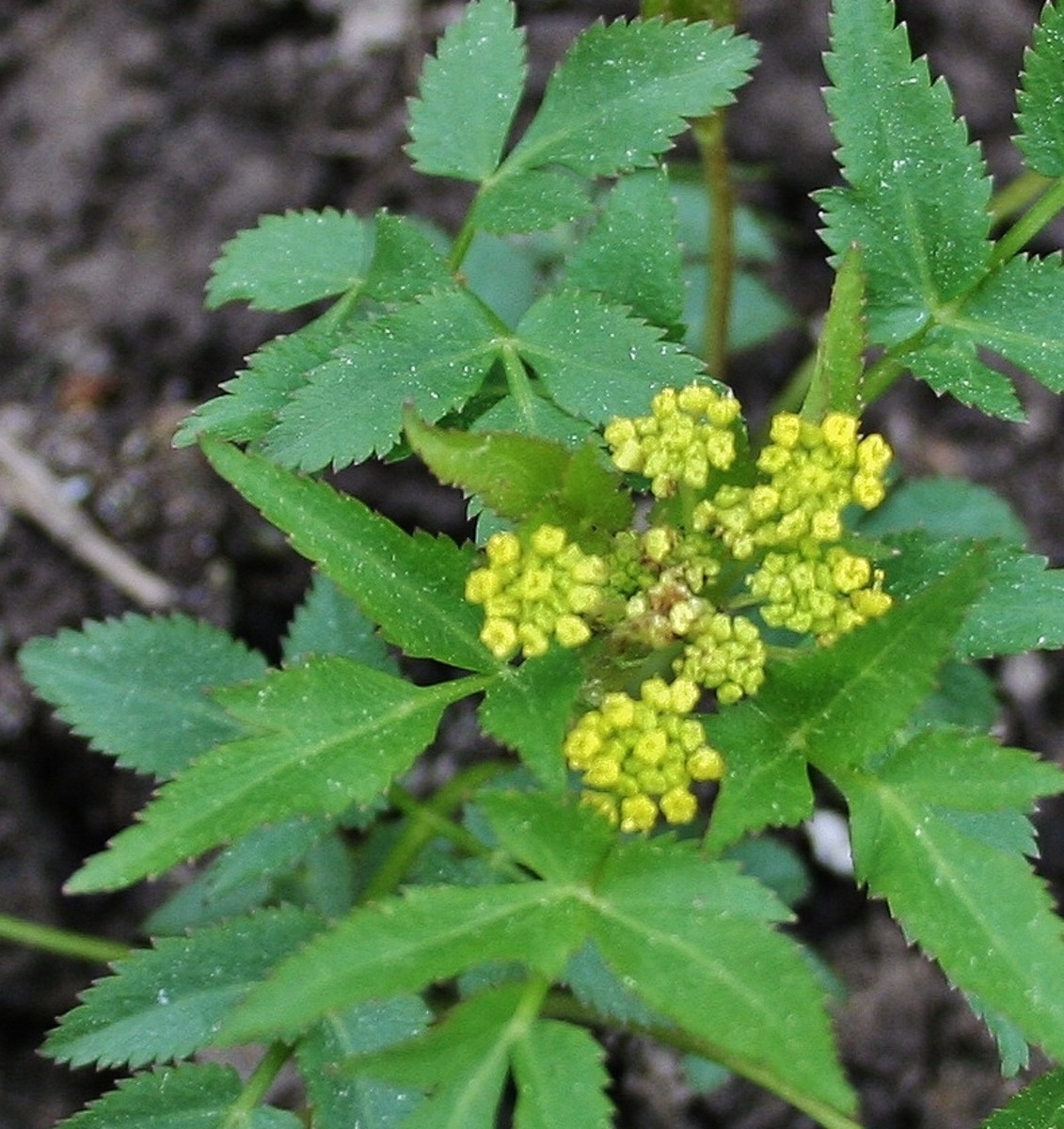 Here's our young golden alexanders plant in  spring, its leaves dappled with pollen.