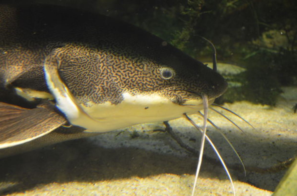 An image of  a catfish