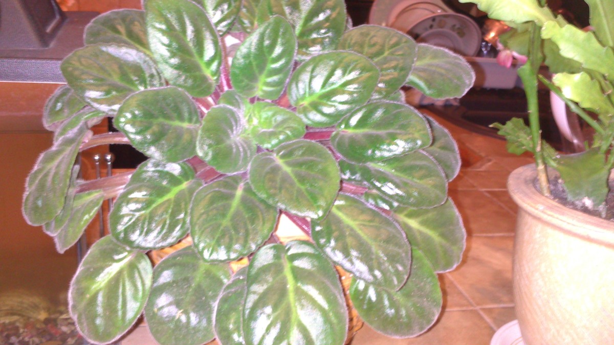 Glossy African Violet without flowers