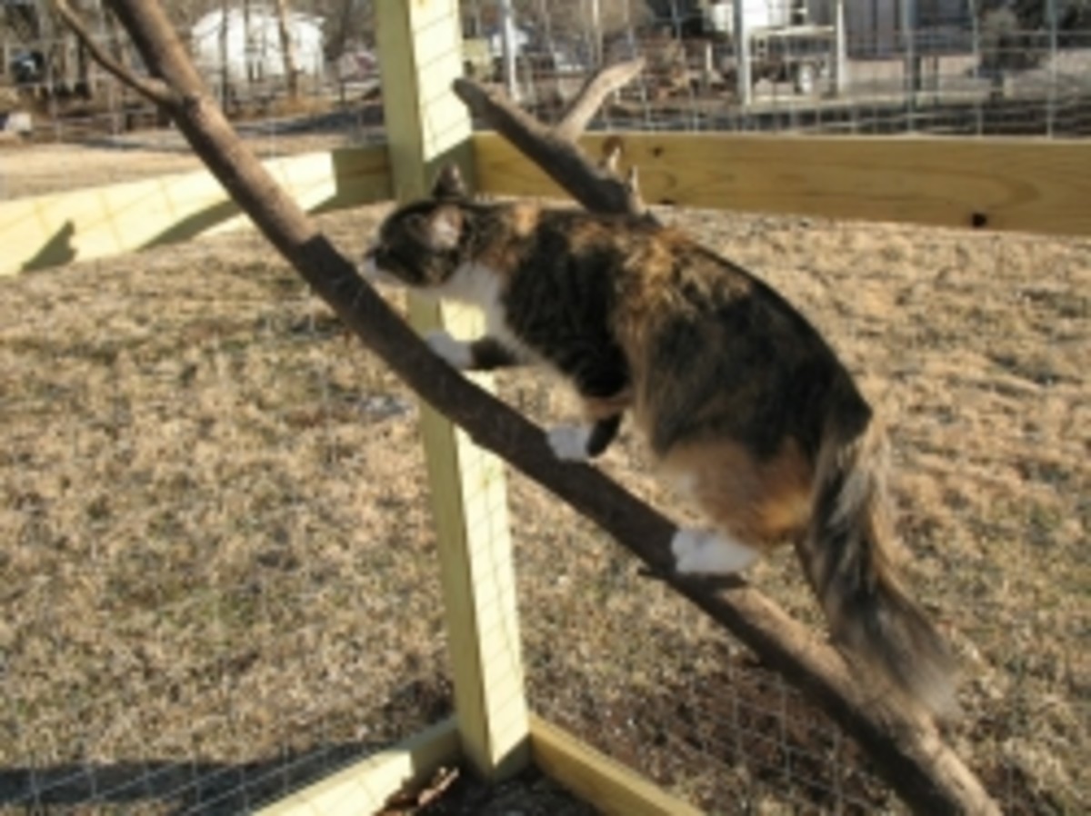 Build a Cat Enclosure