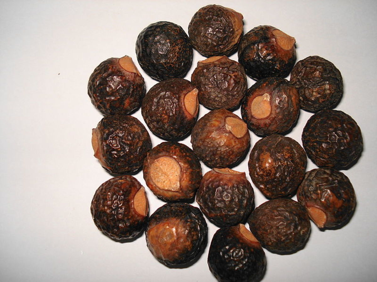 How to Use Reetha or Soap Nuts for Washing Hair
