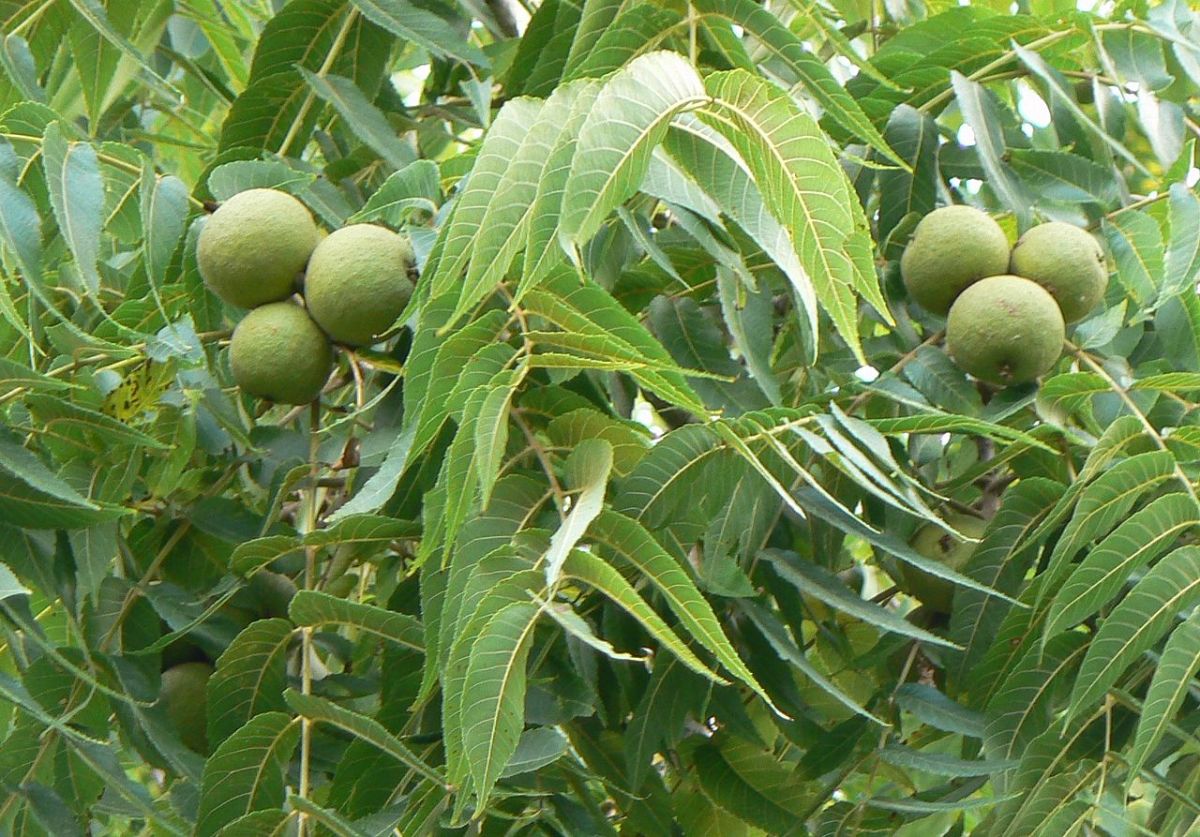 Black walnuts in green husk