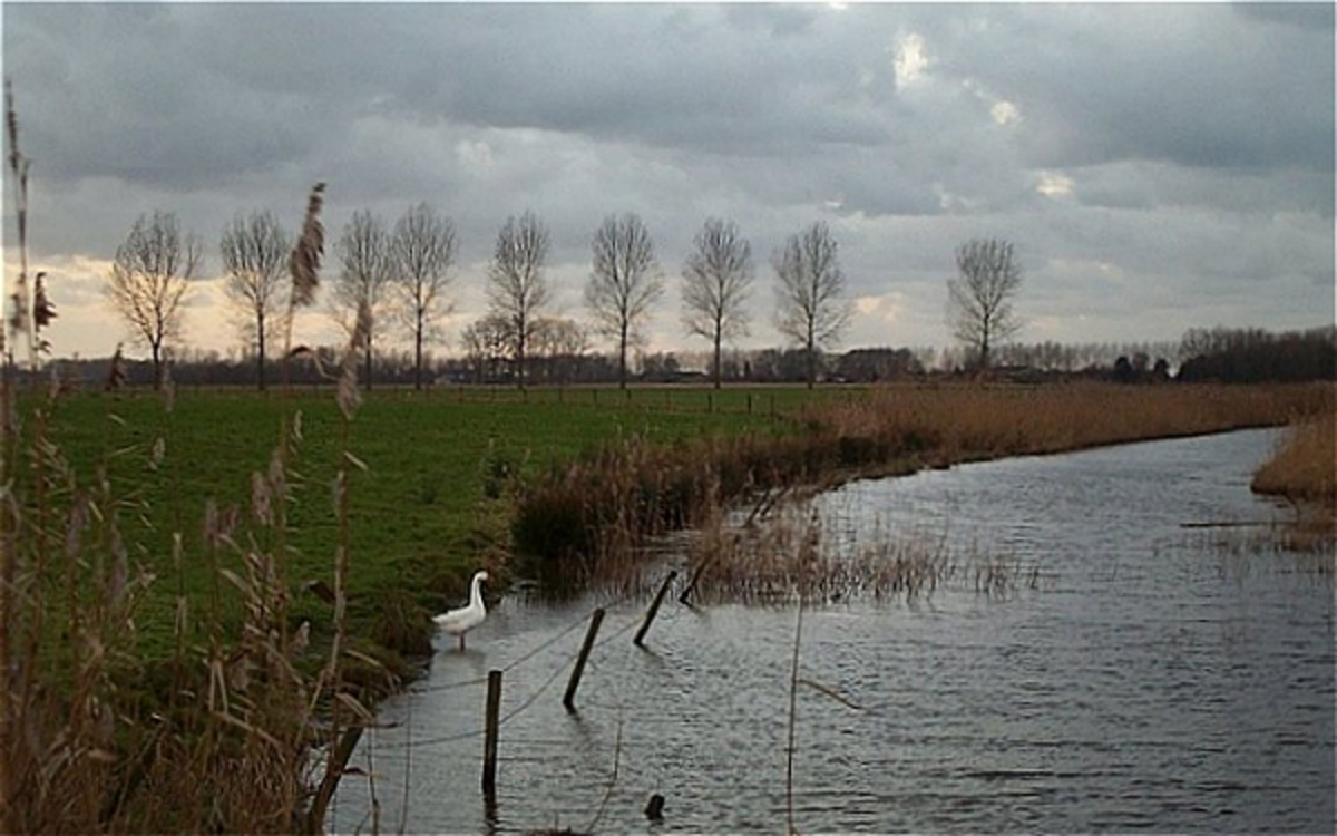 Creek in Zeeuws-Vlaanderen in the Netherlands