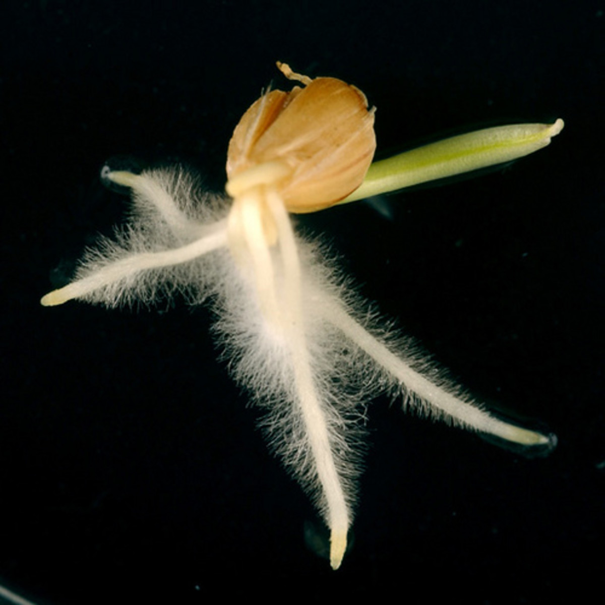 Detail of the radicle of a barley seed after germination and as it transforms into the primary root.