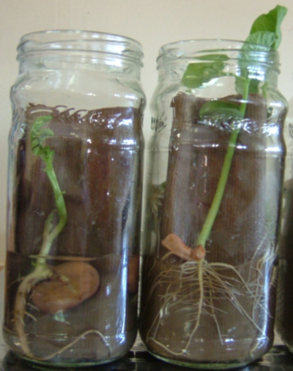 Examples of homemade seed germinators. In this case jars with paper towels in them.