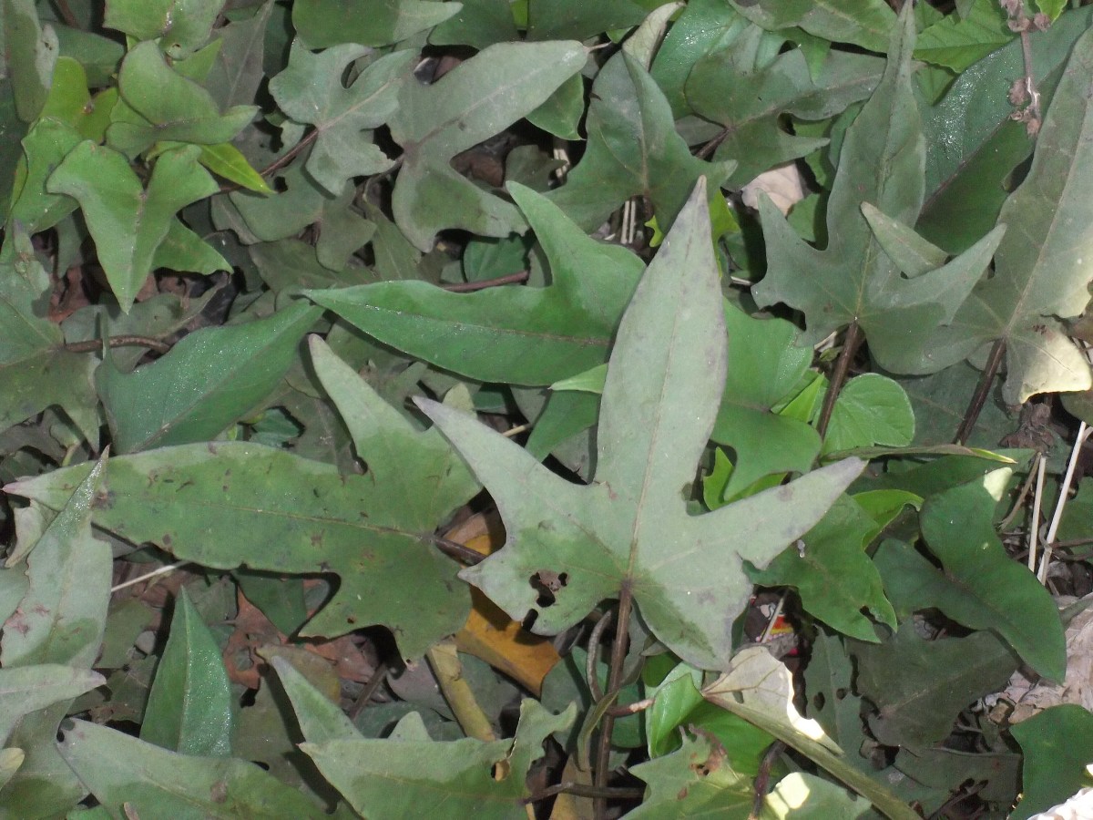 Rabbits: Keeping Them Healthy on Pellets and Other Foods - HubPages