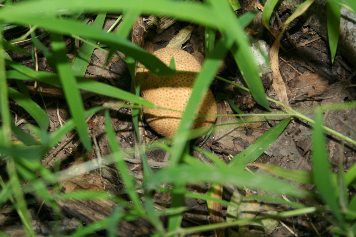 Pear-shaped Puffball