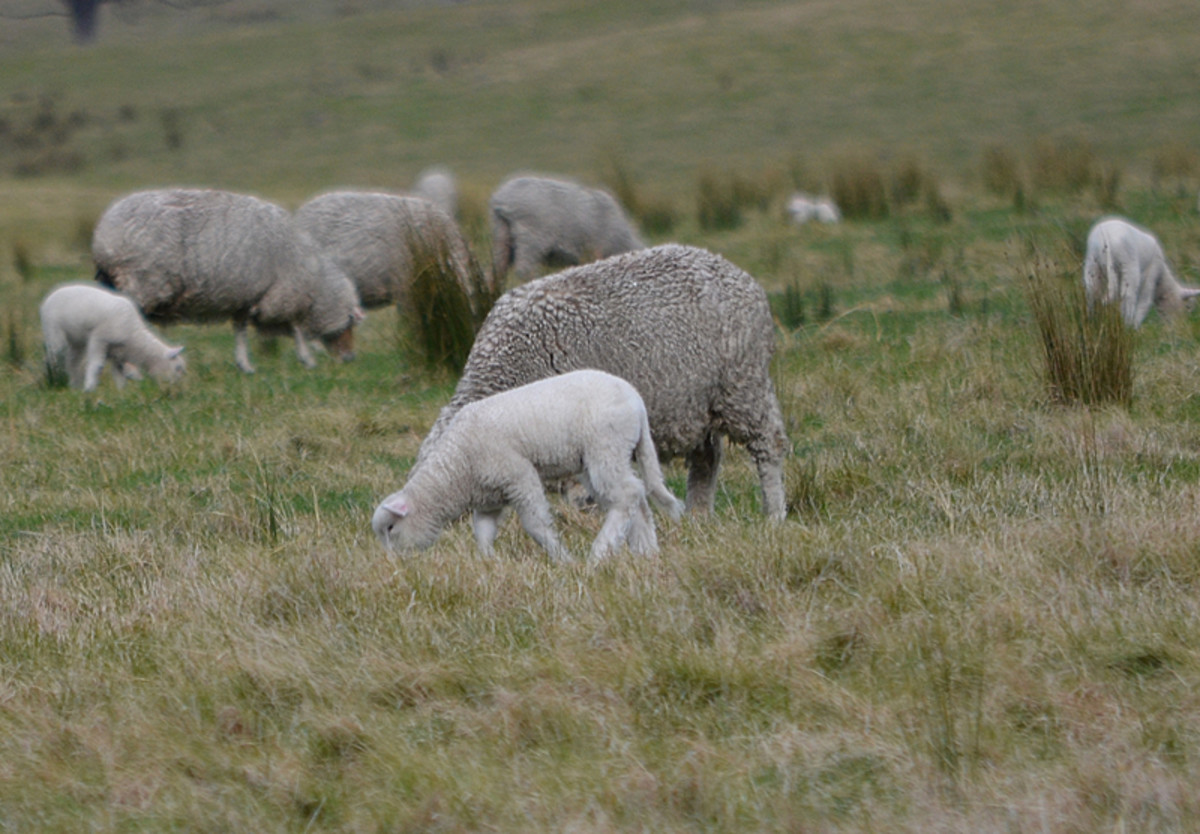Mother sheep with baby lamb