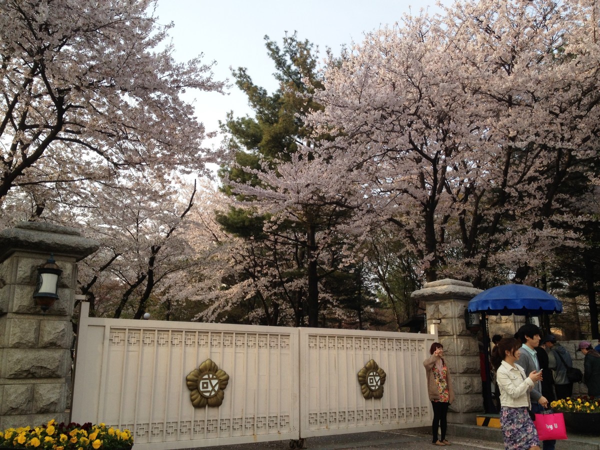 Cherry Blossom in Seoul