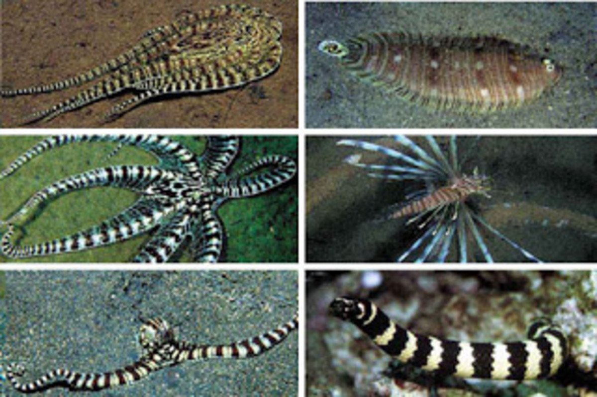 The various guises of Thaumoctopus Mimicus