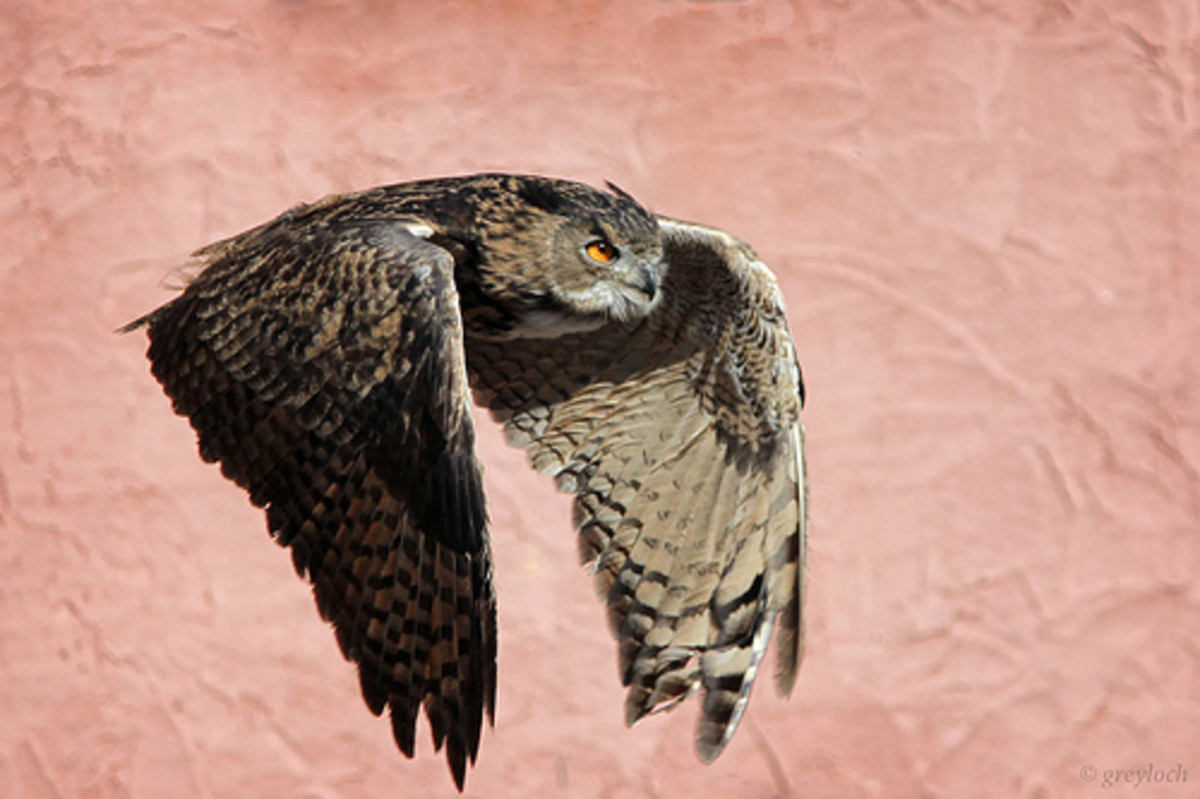 10 Amazing Predatory Birds in Action HubPages