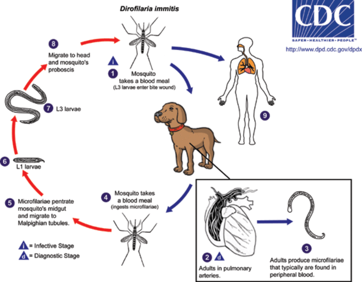 Importance of Heartworm Prevention in Dogs and Cats