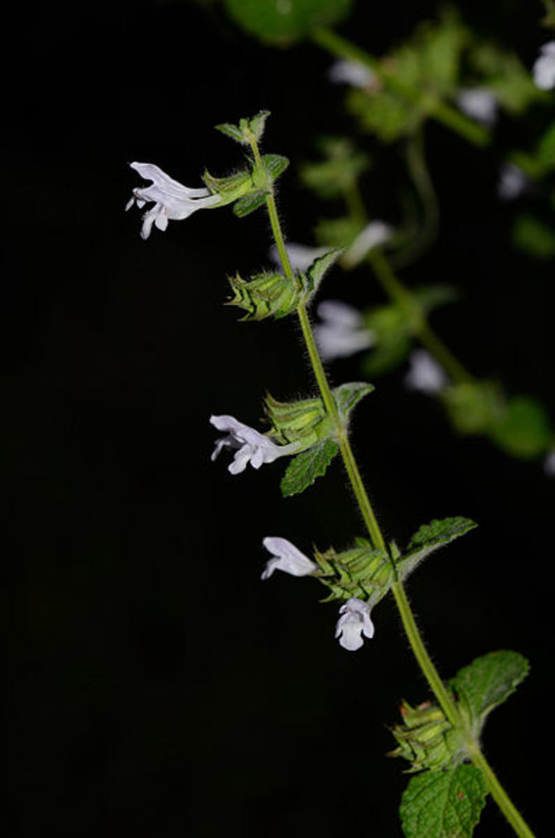 When you see lemon balm blossoms, pinch them off. It will encourage bushiness. Don't waste them though-- use them! Throw them in your tea or salad.