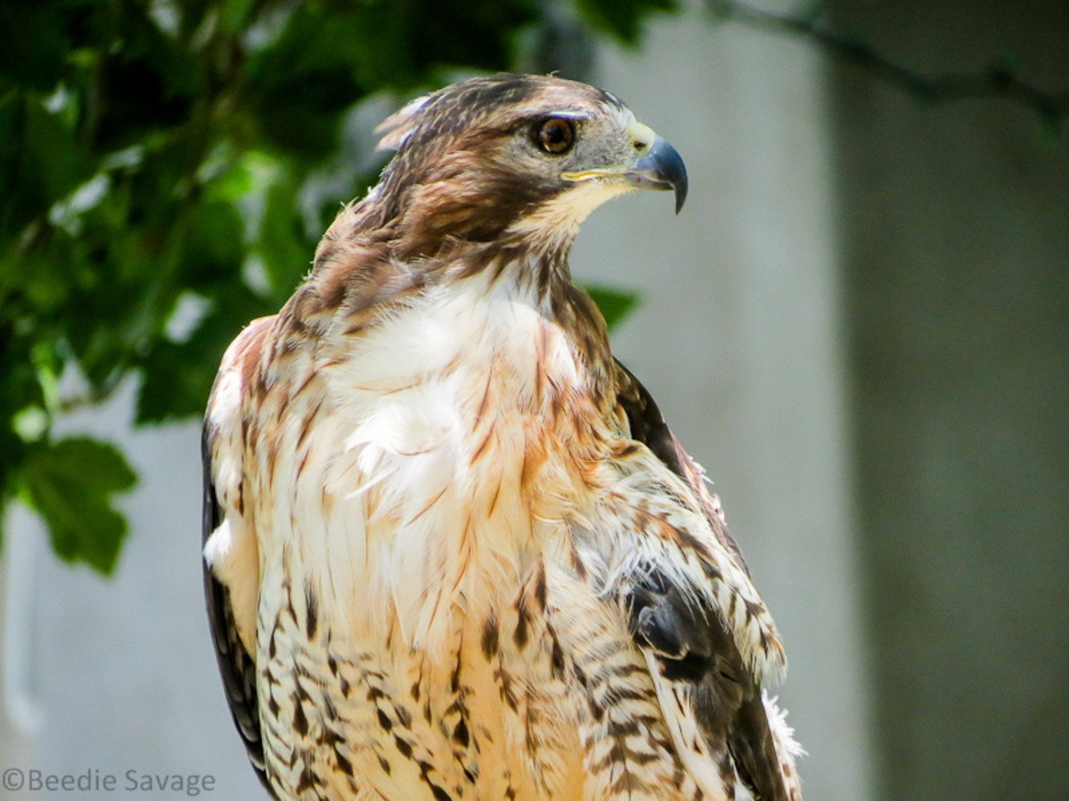 100+ Stunning Pictures of Eagles and Hawks | Eagle Photography HQ ...