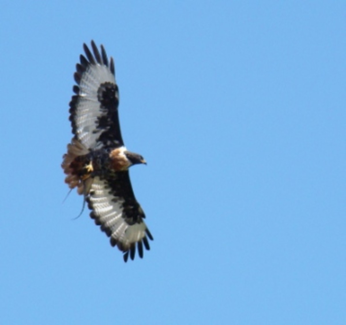 Raptors of the Eastern Cape-South Africa-May 2014 as winter comes.