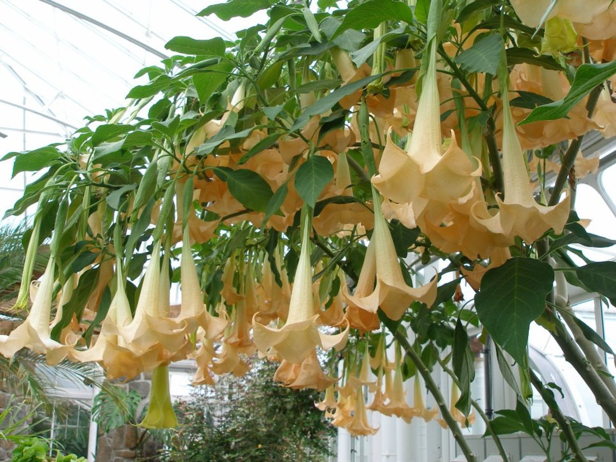 Large Angel Trumpets inside the Conservatory