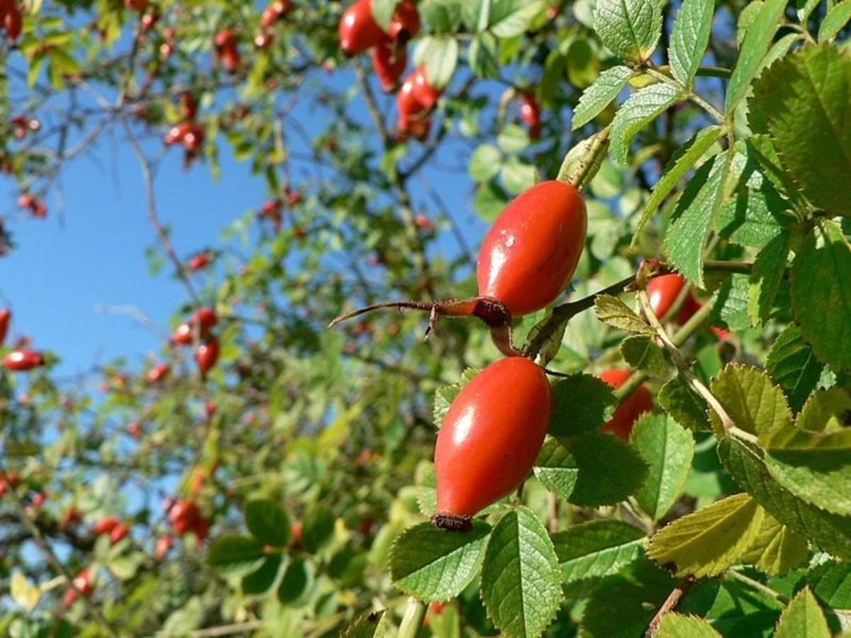 Facts About Rosehips- Description and Uses