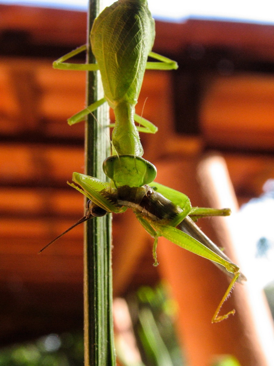 Praying mantis eating a grasshopper