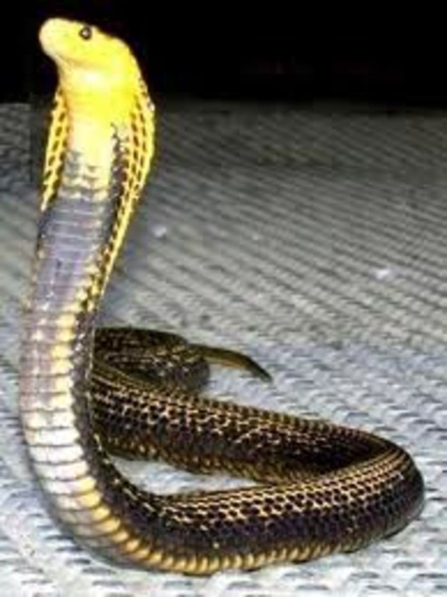 Southeastern Spitting Cobra