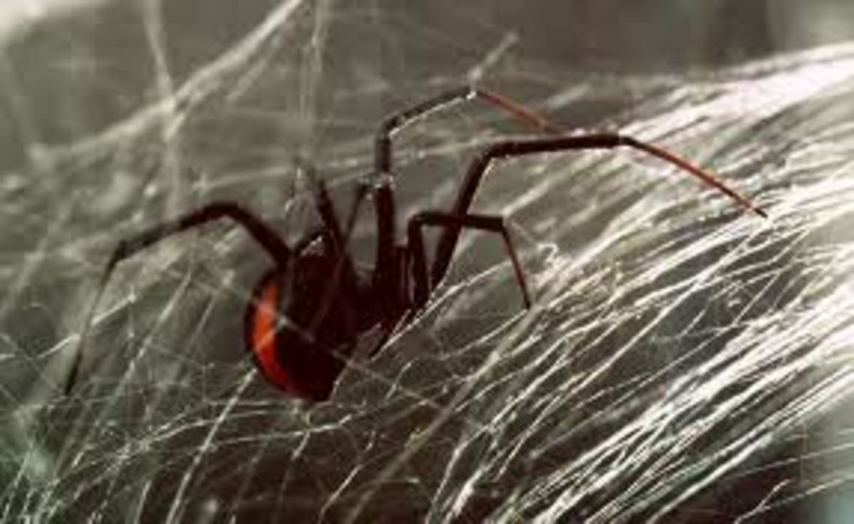 philippine-islands-venomous-spiders-and-poisonous-snakes-and-other-dangerous-animals-and-insects