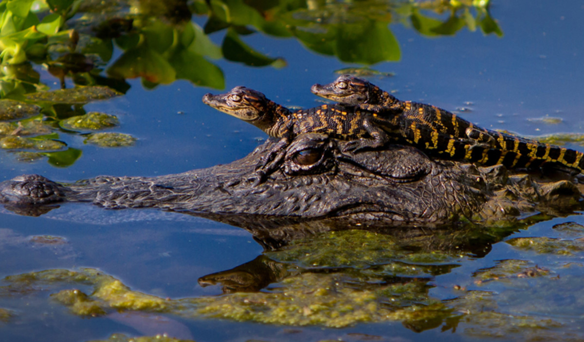bite-me-alligator-bite-statistics-and-facts-about-alligators