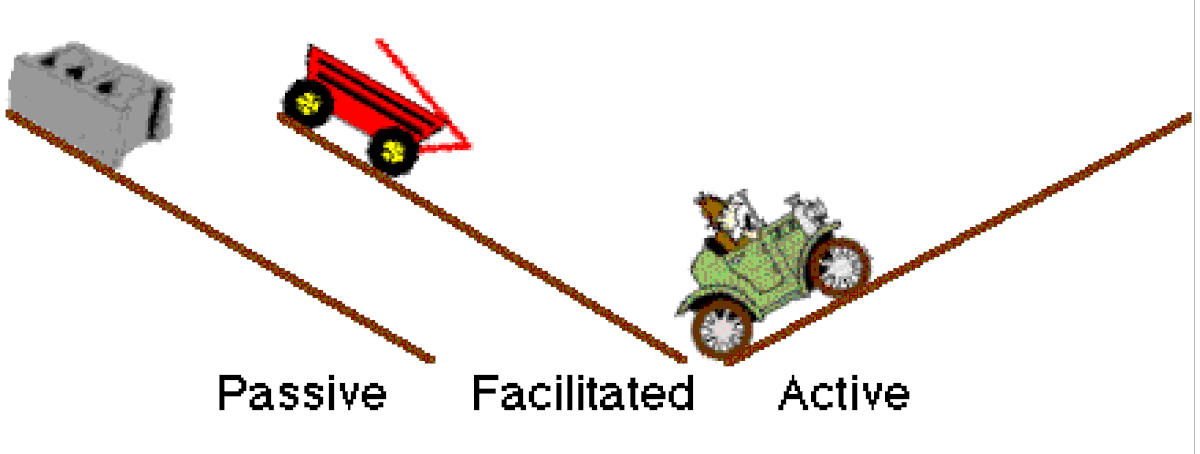 Simple (Passive) Diffusion Vs Facilitated Diffusion Vs Active Transport