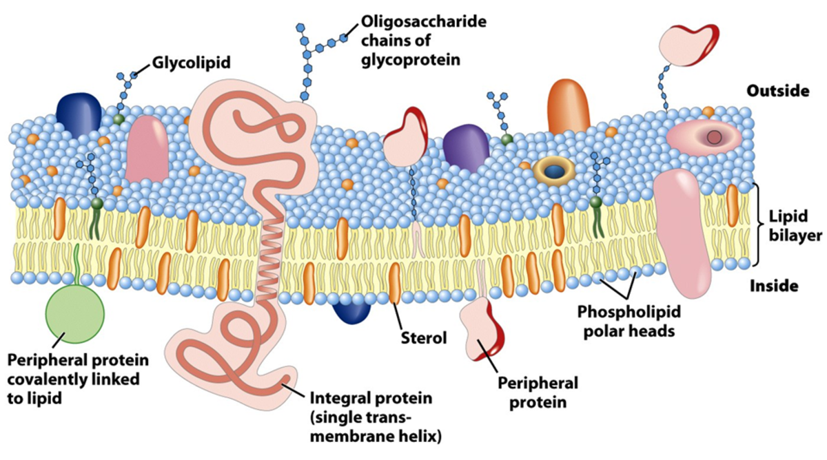 Structure of the Plasma membrane
