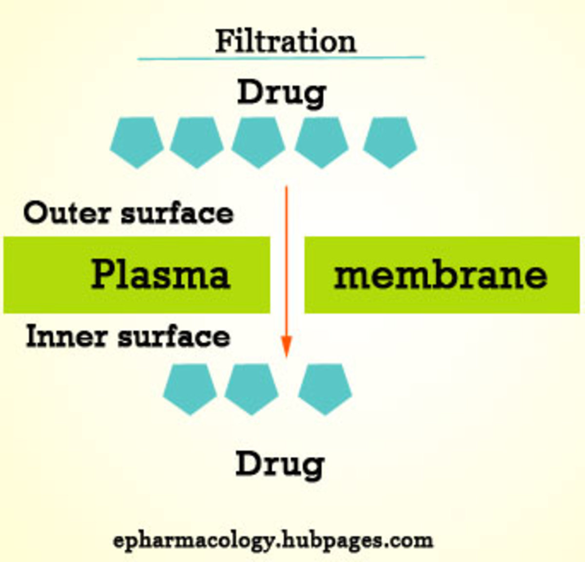Filtration of drugs through pores in the plasma membrane!