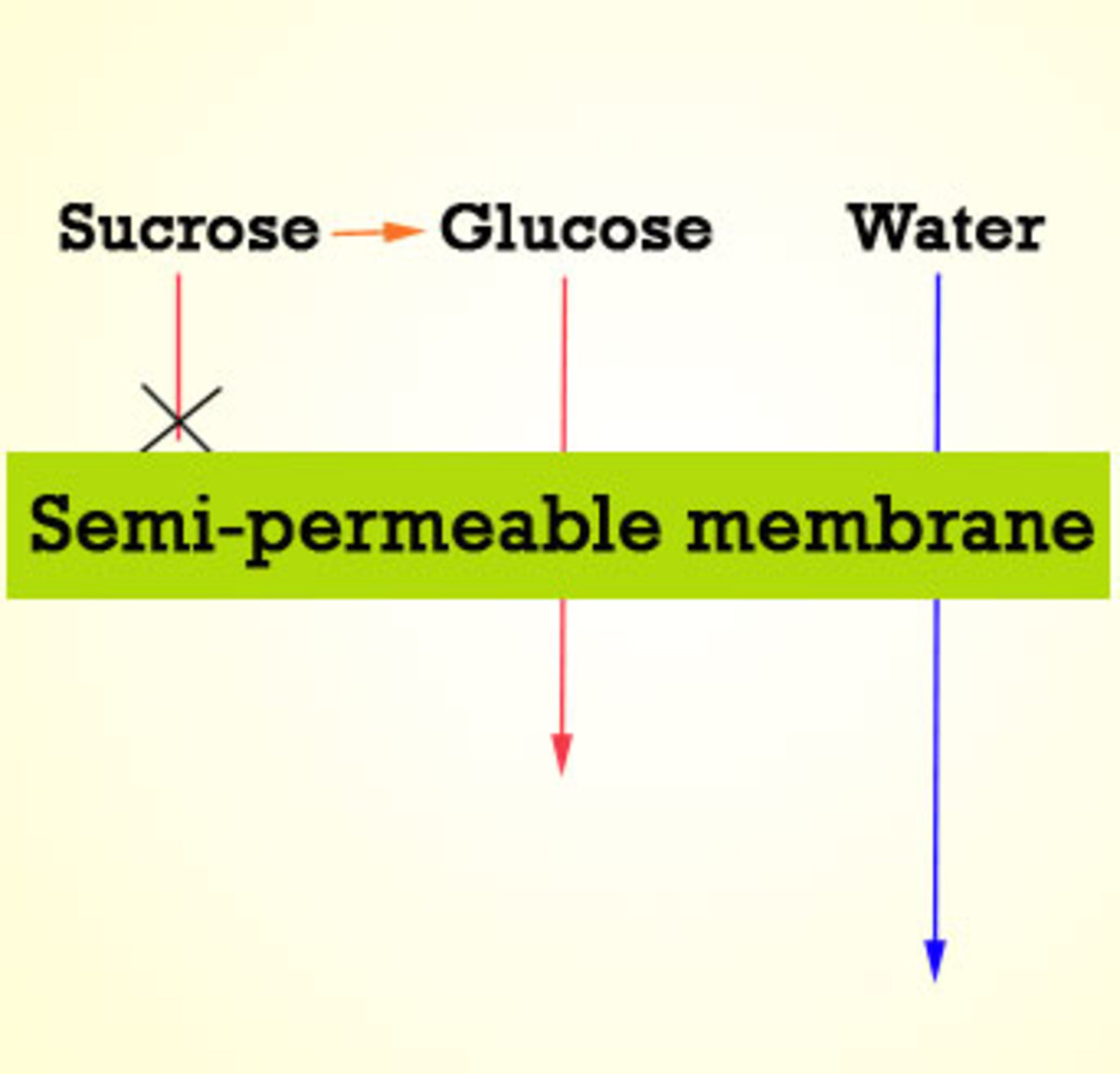 Plasma membrane is a semi-permeable membrane!