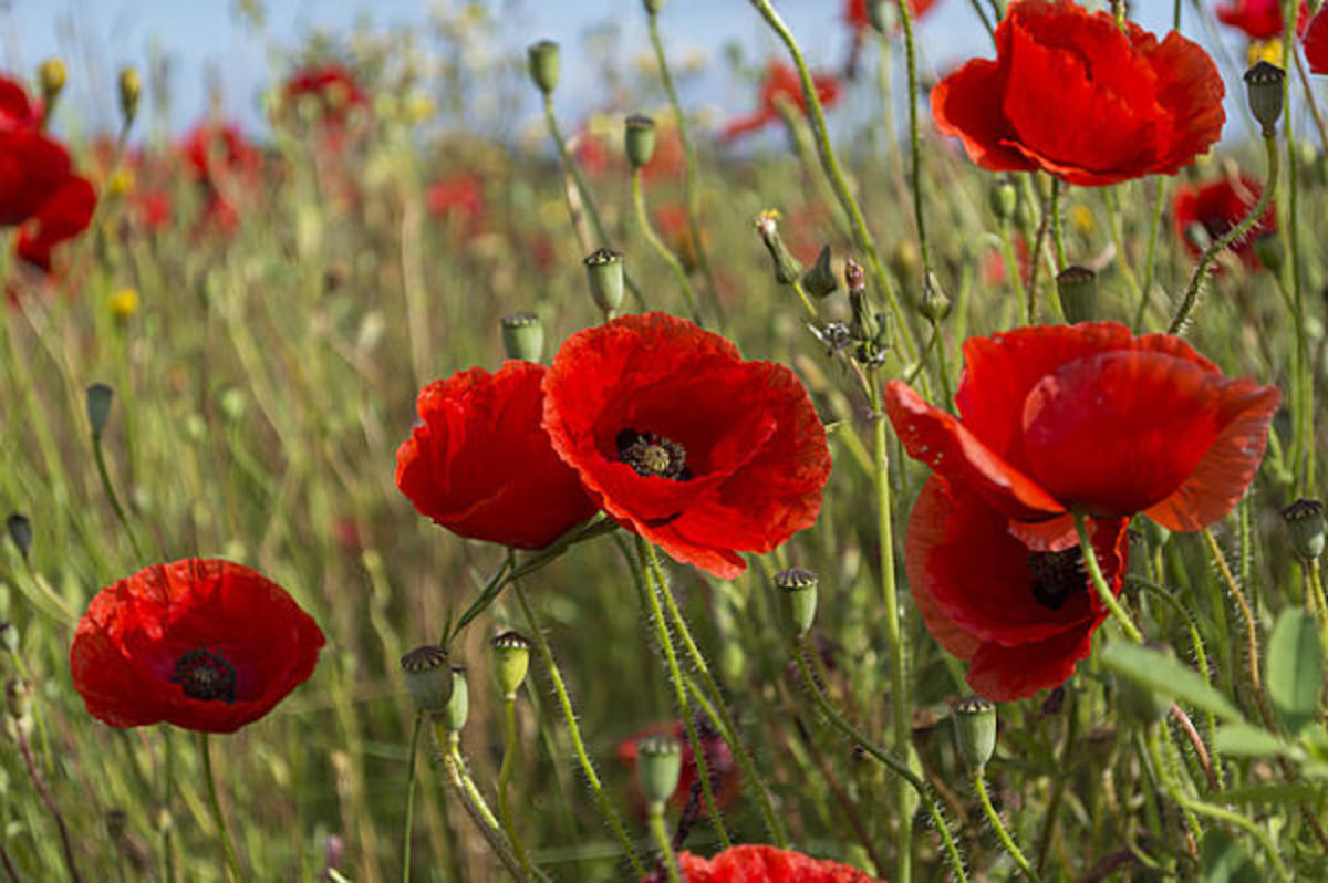 Discover Different Kinds Of Poppies HubPages