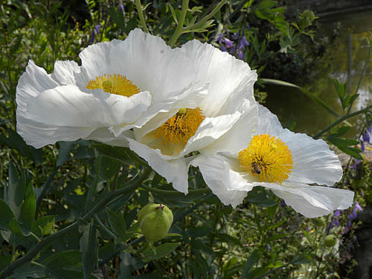 different-kinds-of-poppies