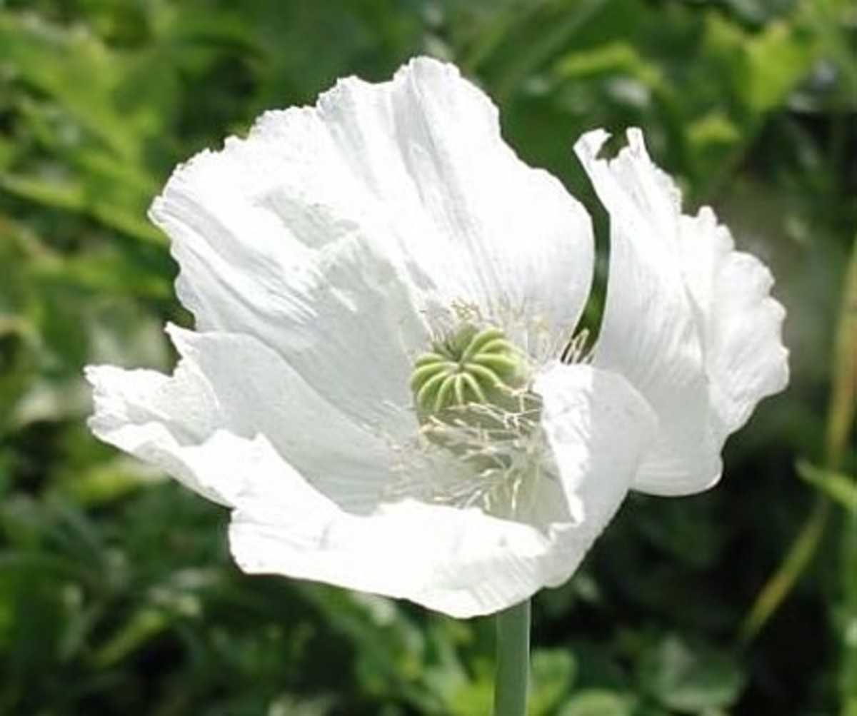 Discover different kinds of poppies hubpages