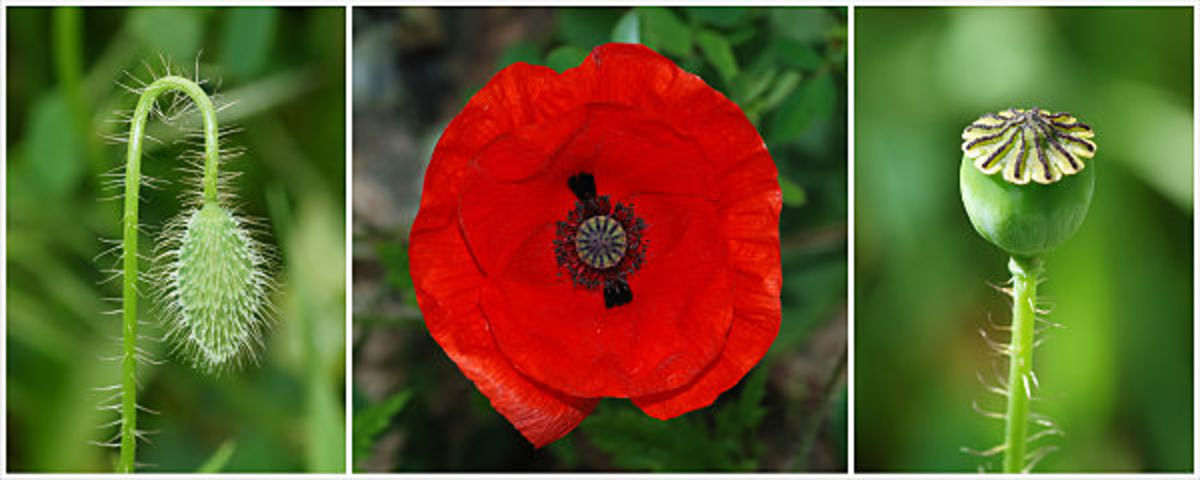 different-kinds-of-poppies