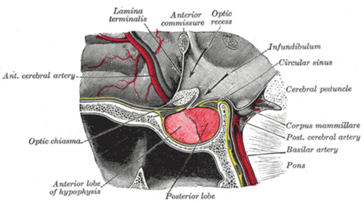 Located at the base of the brain, the pituitary gland is protected by a bony structure called the sella turcica of the sphenoid bone.