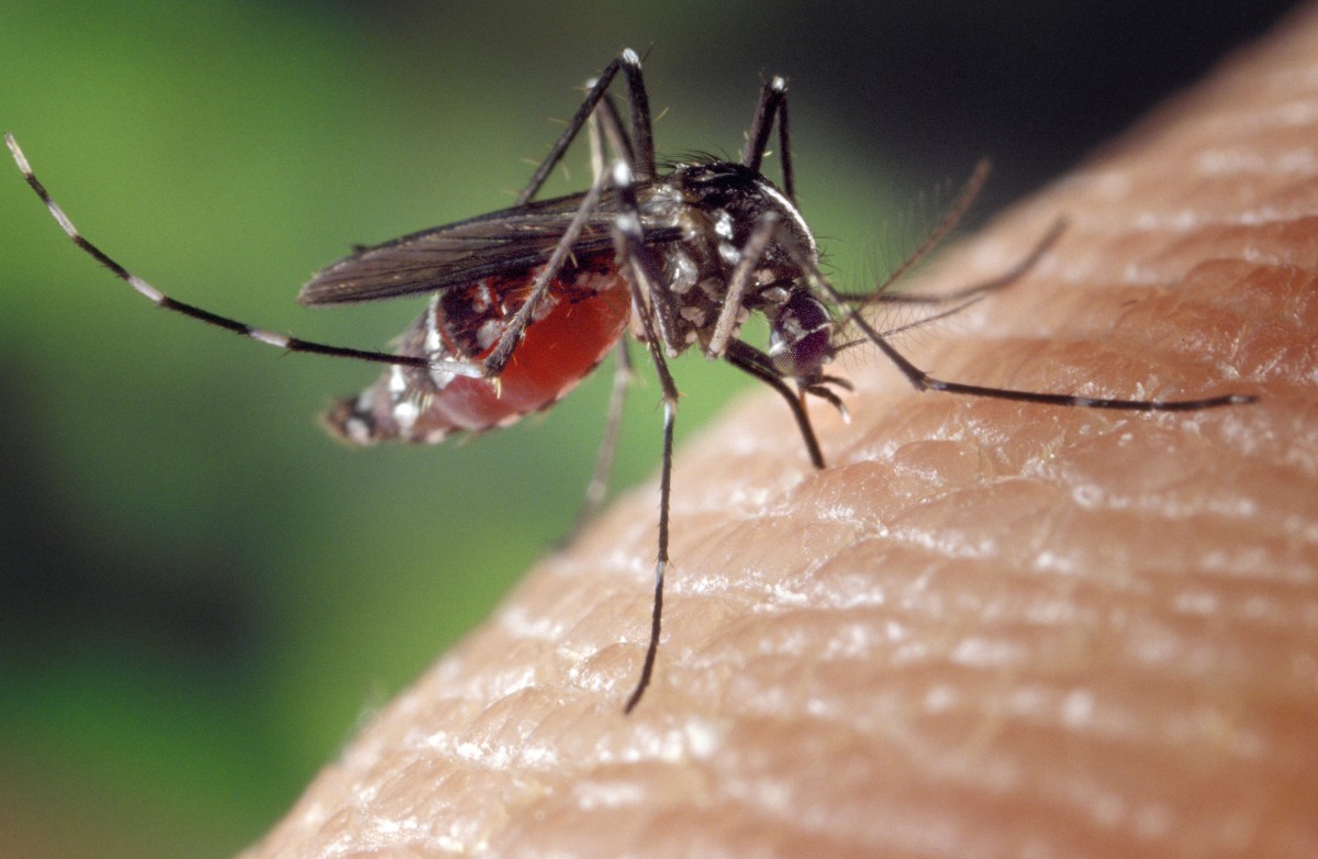 What Is The Chikungunya Virus - The Disease From Hell