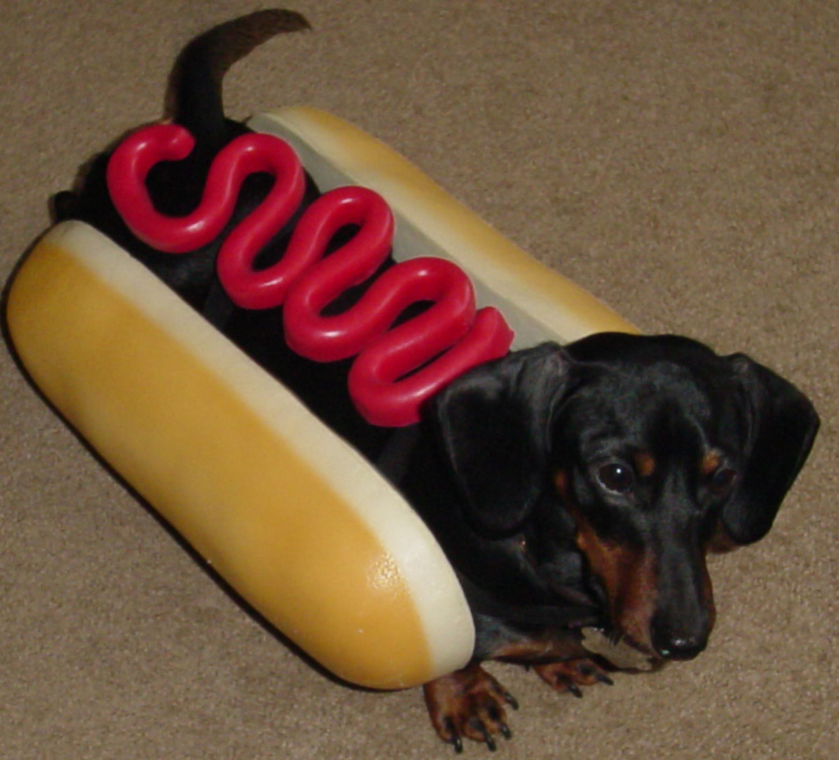 miniature-dachshund-costume-wiener-dog-hotdog