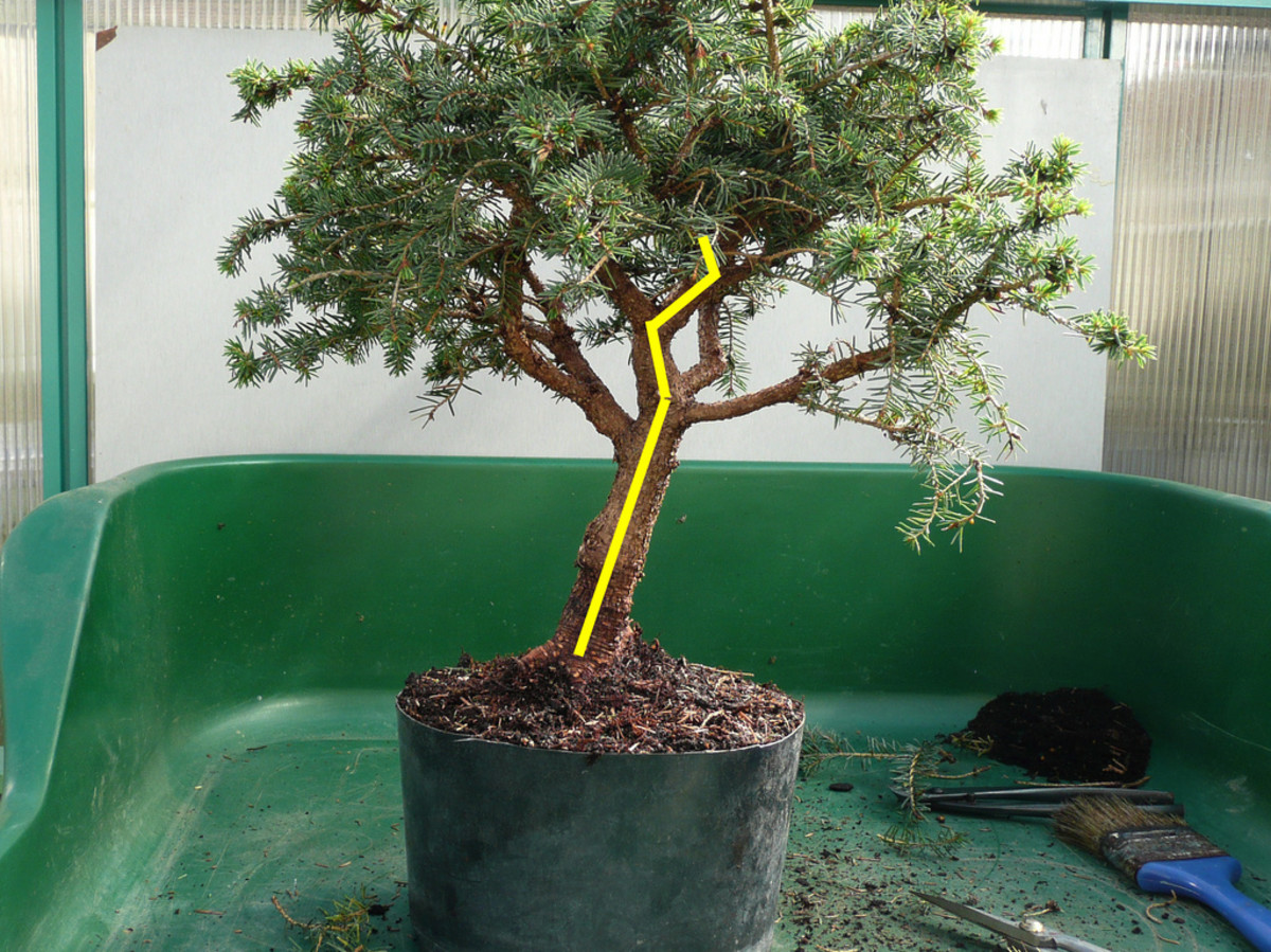 how-to-get-a-thicker-bonsai-tree-trunk