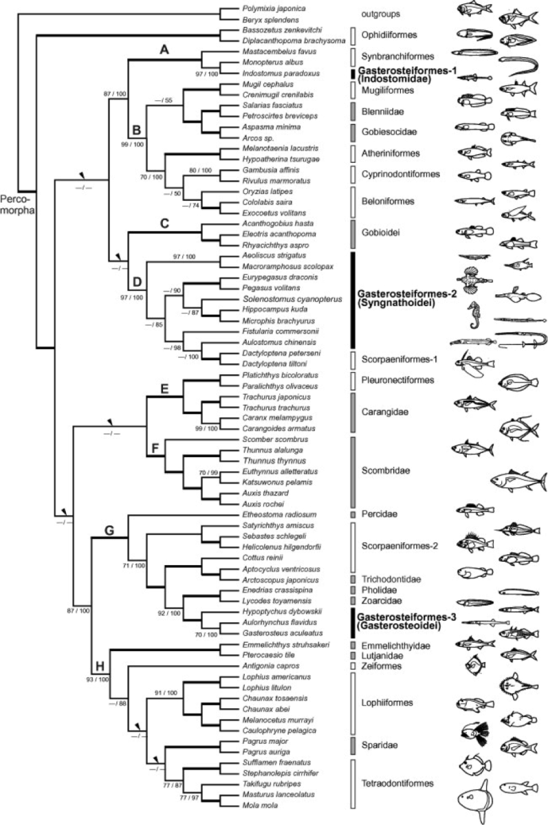 This tree shows the relationships between Hippocampus kuda and many other fish.  Kawahara et al. (2008) provides a key for the different clades shown, but the most relevant ones here are Clade D and G.