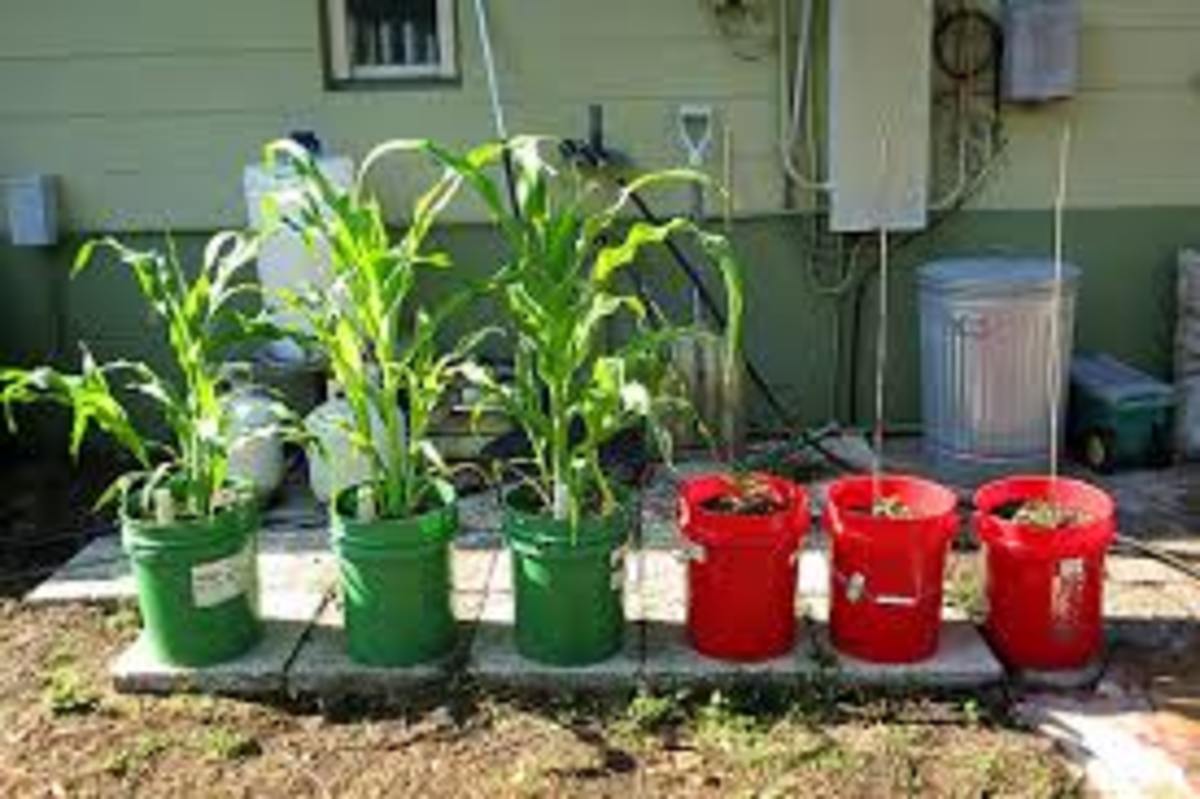 How To Do Vegetable Gardening In Containers HubPages