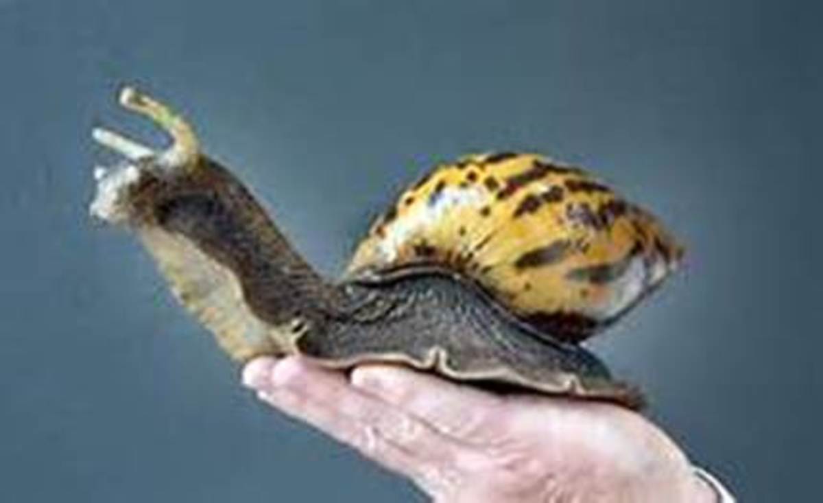 Giant African Land Snails - The Seriously Misunderstood Pet