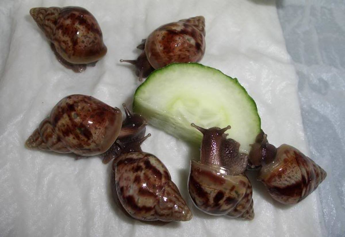 giant-african-land-snails-the-seriously-misunderstood-pet