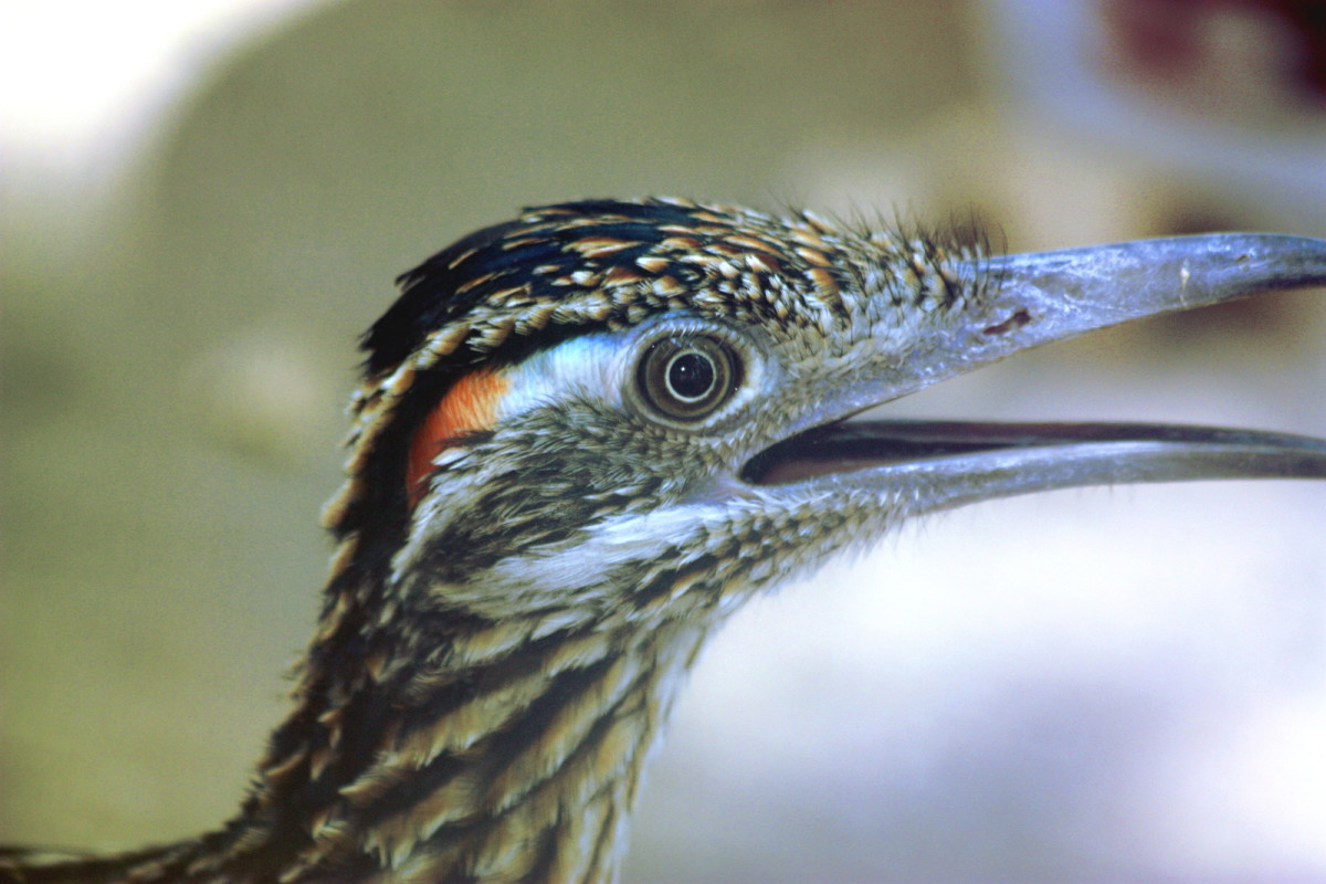Profile of a male greater roadrunner.
