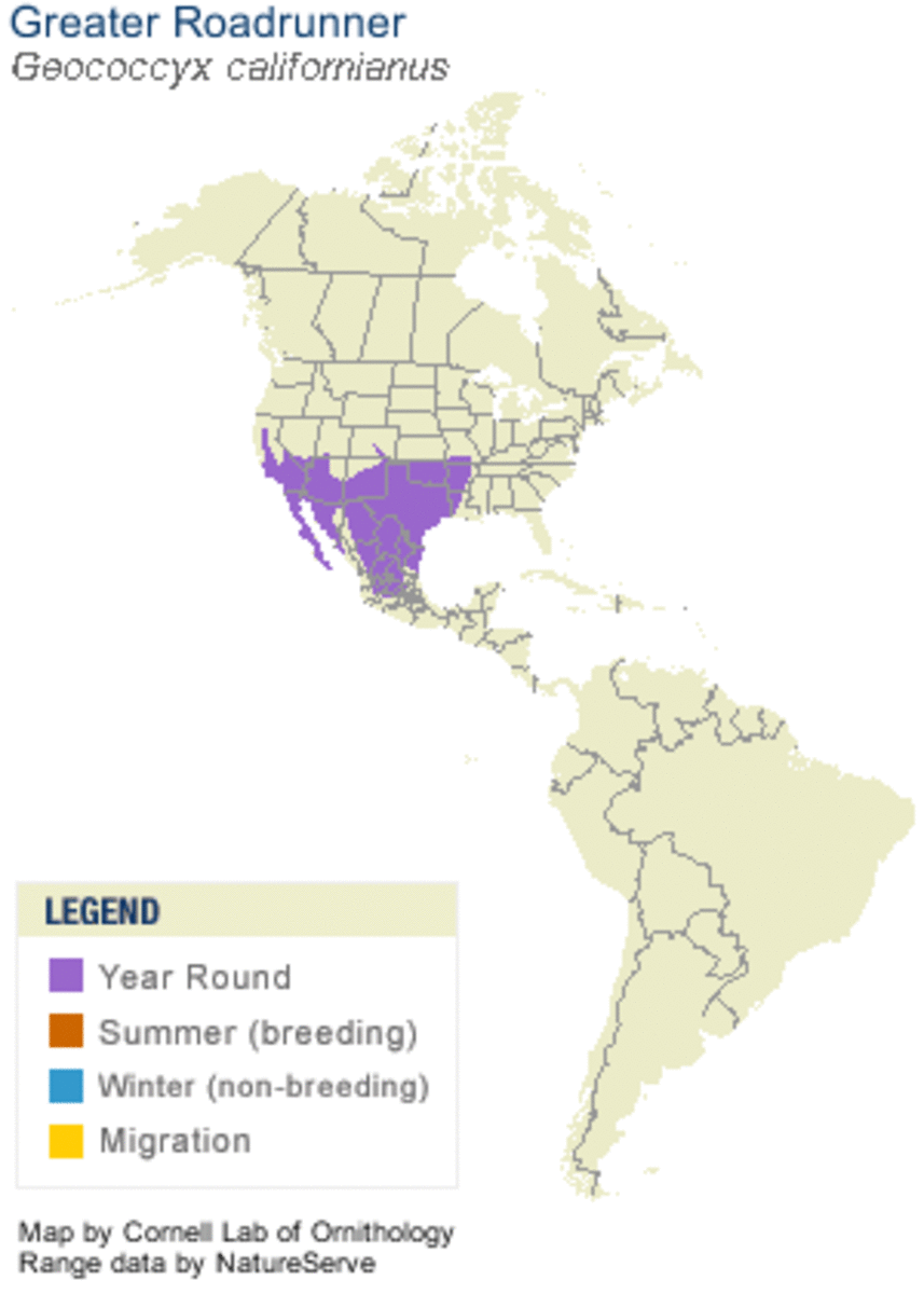 The habitat of the Greater Roadrunner is actually increasing in size.