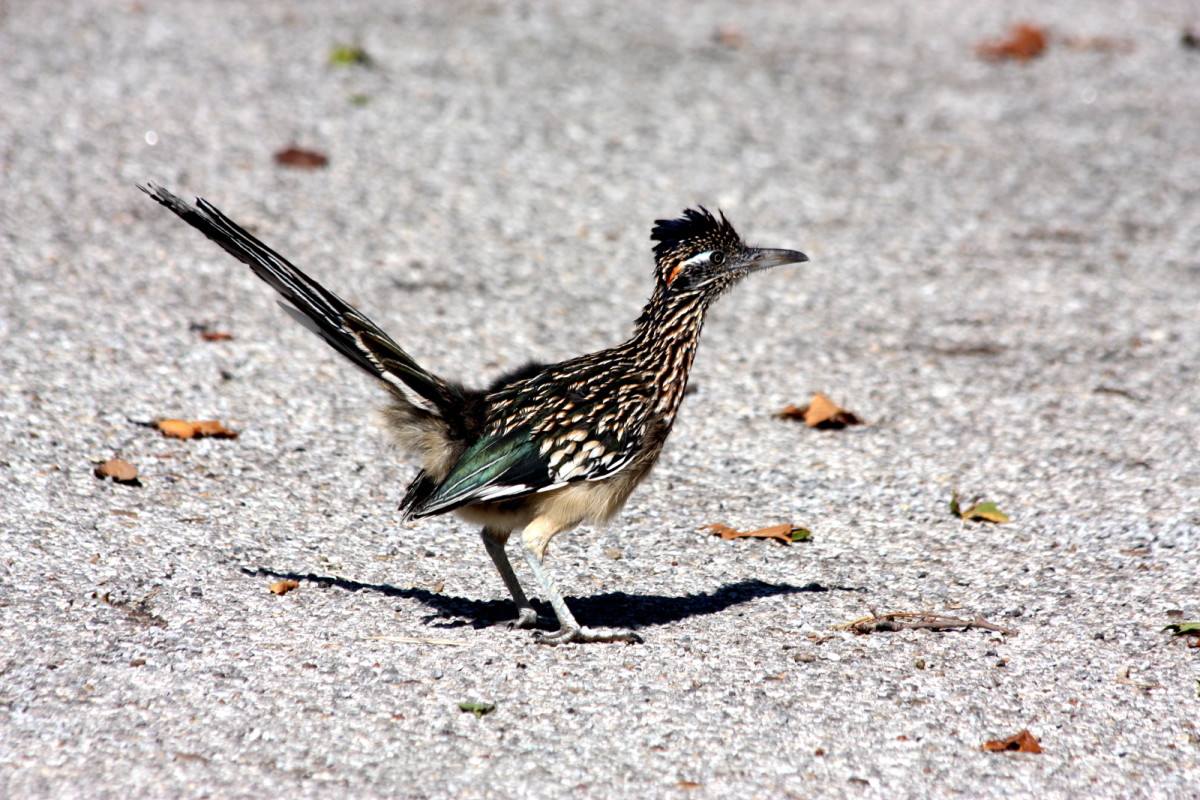Beautiful colors of the greater roadrunner.