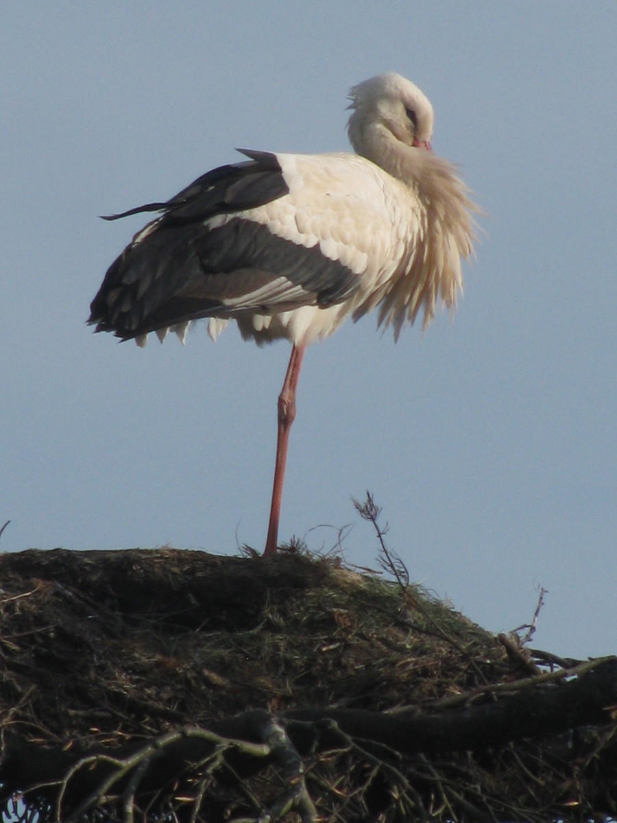 White Stork of Alsace: Emblem of Alsace, Near-Extinction to Success; Fact File; Storks and Babies