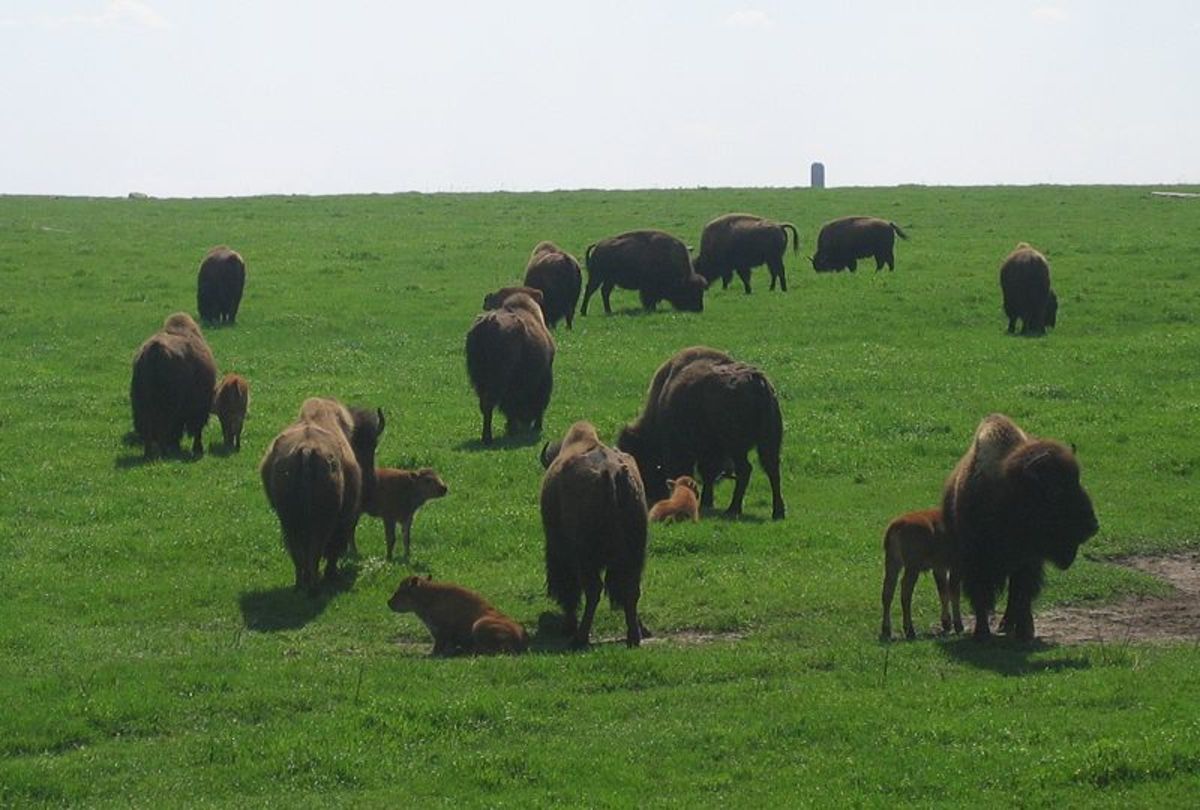 Buffalo Jumping by Native Nations and Euro-American Settlers