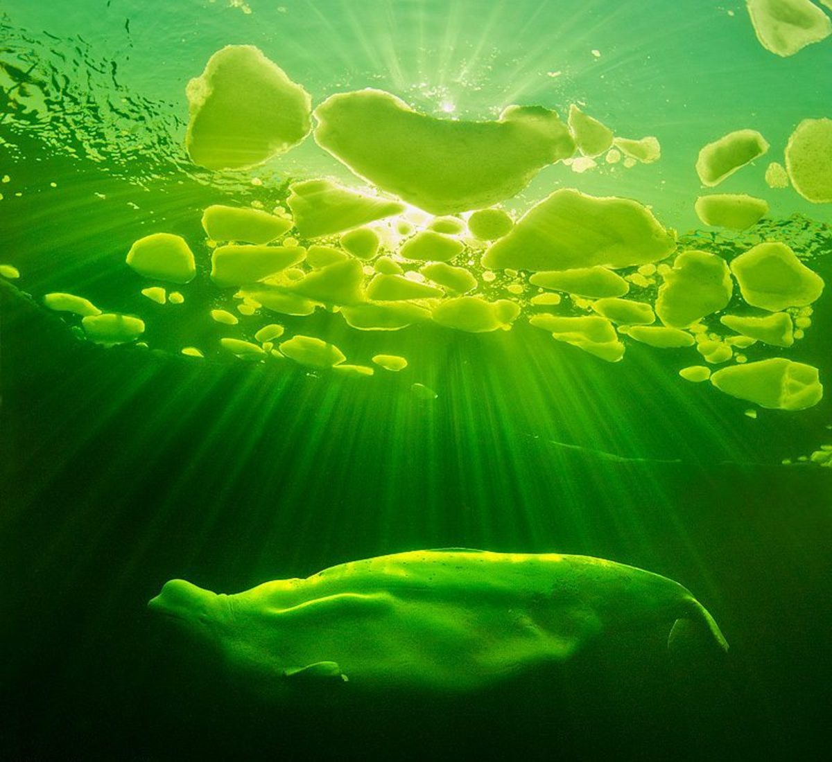 A Sea Comprising Green Algae