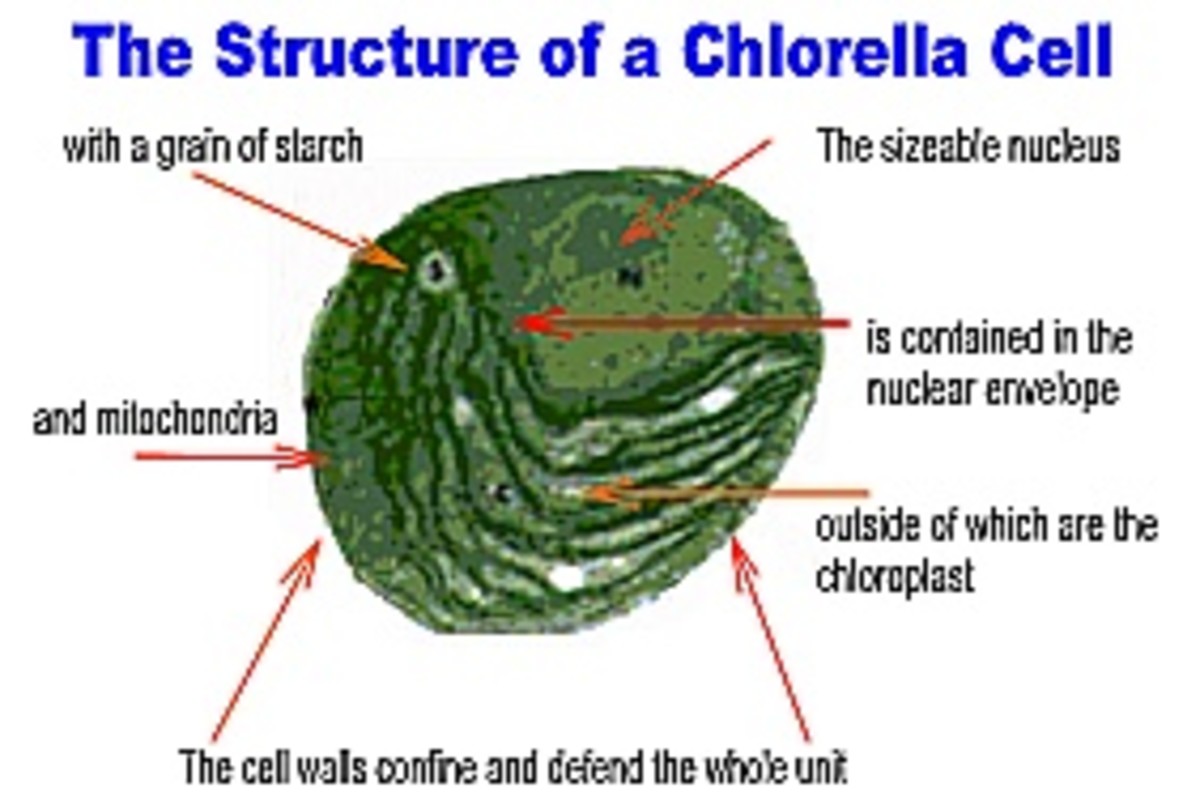 Cell of Chlorella