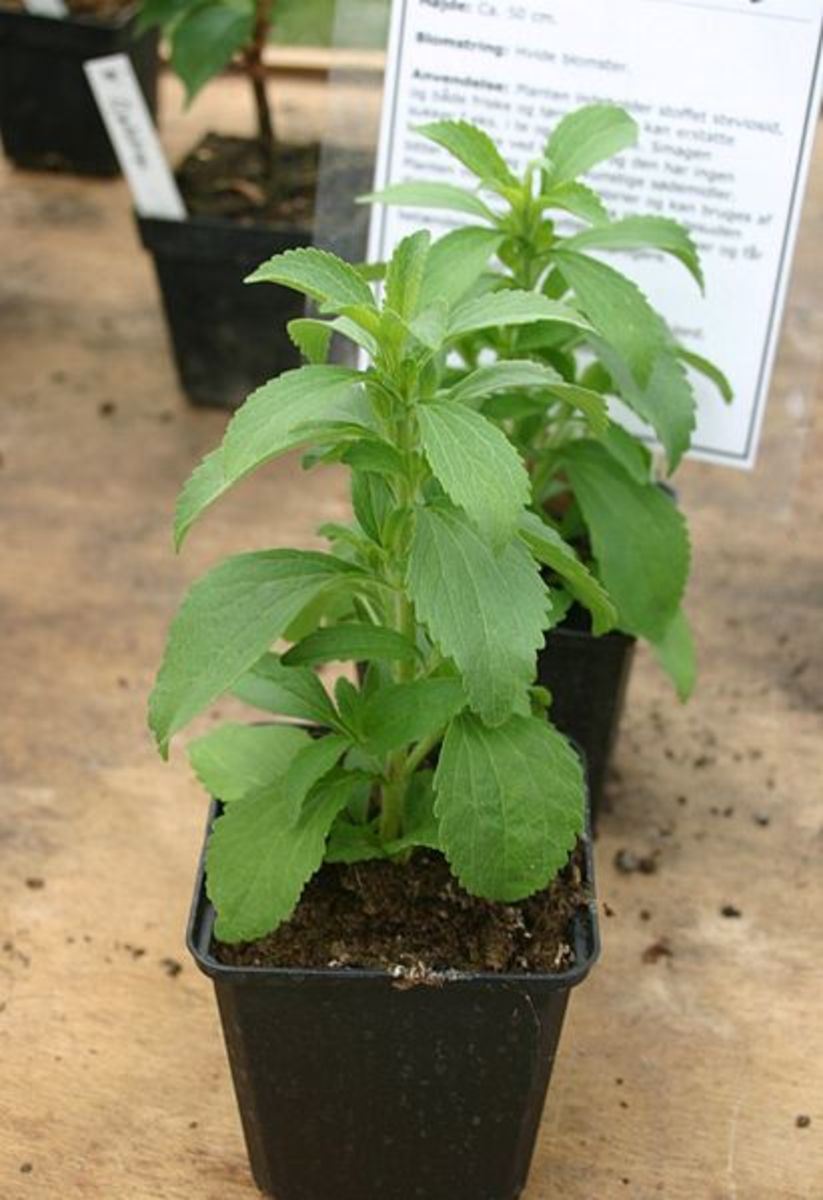 on 	 Stevia rebaudiana, cultivated under glass in Denmark.